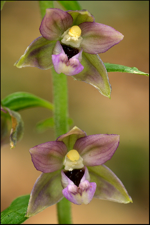 Epipactis dalla Apuane